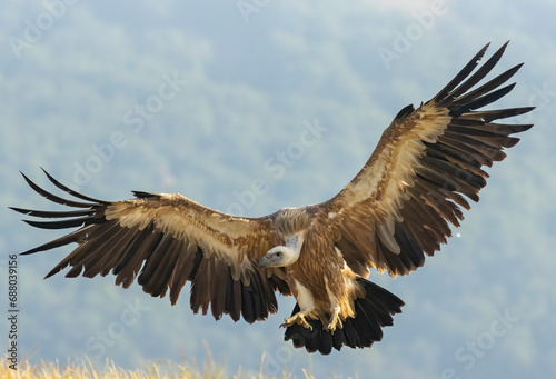 Griffon Vulture (Gyps fulvus) on feeding station © georgigerdzhikov