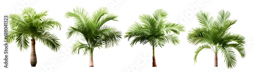 Set of green palm tree isolated on white