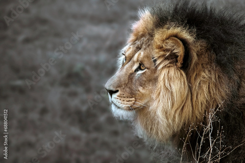 Portrait of a strong male predator lion with beautiful mane