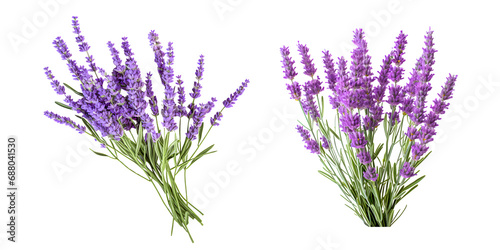 Cut out lavender isolated on white