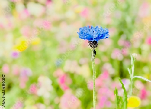カラフルな背景とヤグルマギクのクローズアップ