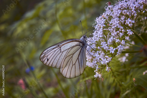 White aporia crataegi butterfly sitting on green plant in nature against blurred background.