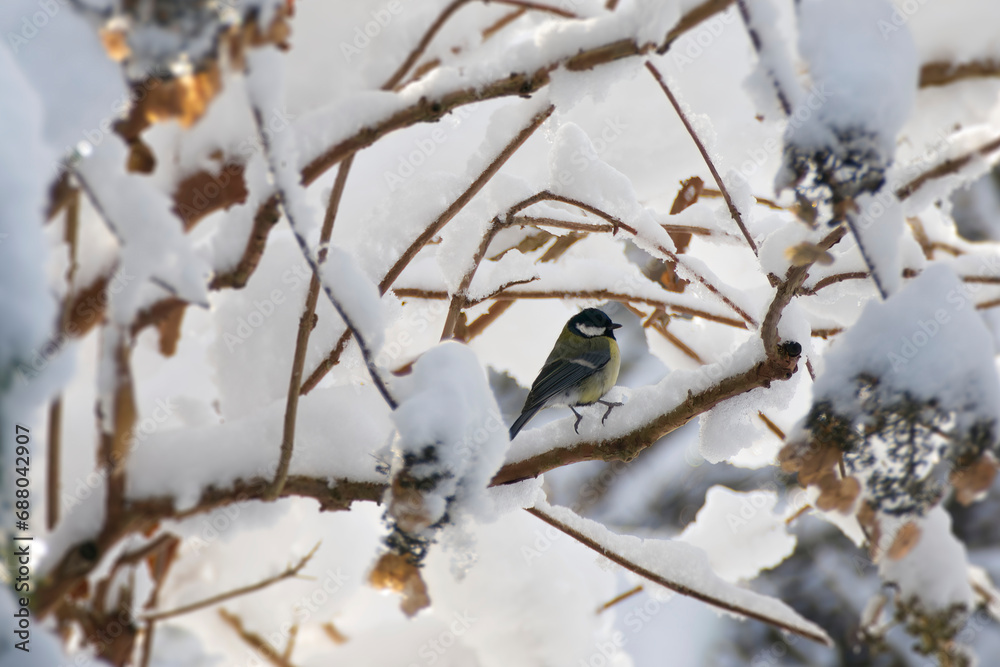 Great tit (Parus major) sitting on a snow covered tree branch in Zurich, Switzerland