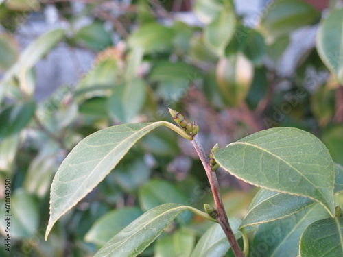 branch of a tree