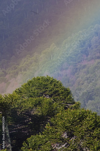 Chilean Araucaria and Rainbow