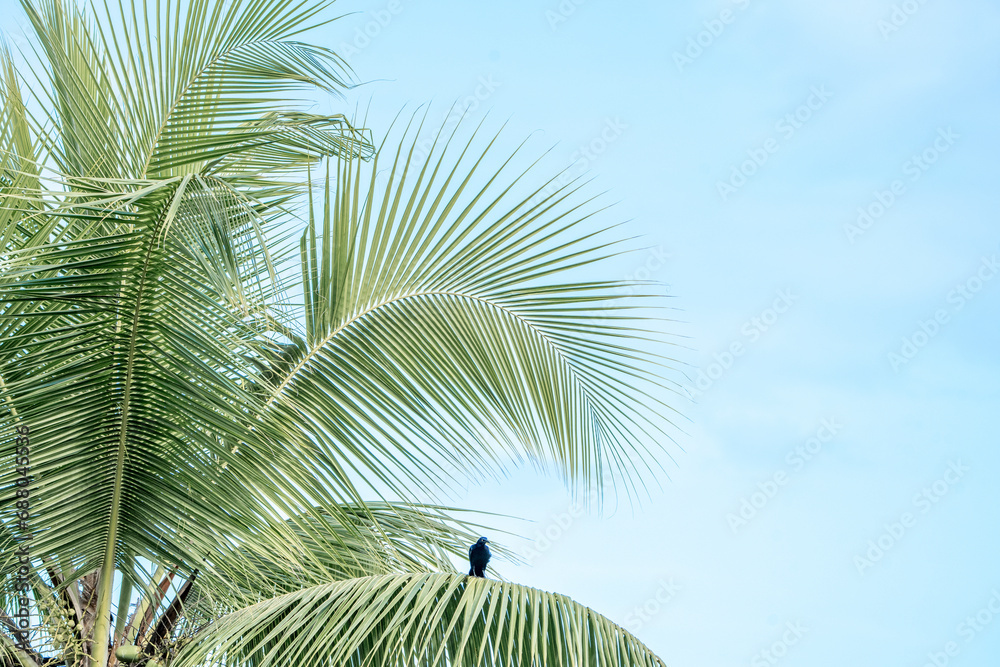 Fototapeta premium Tropical palm tree vibes vibrant colours travel Costa Rica