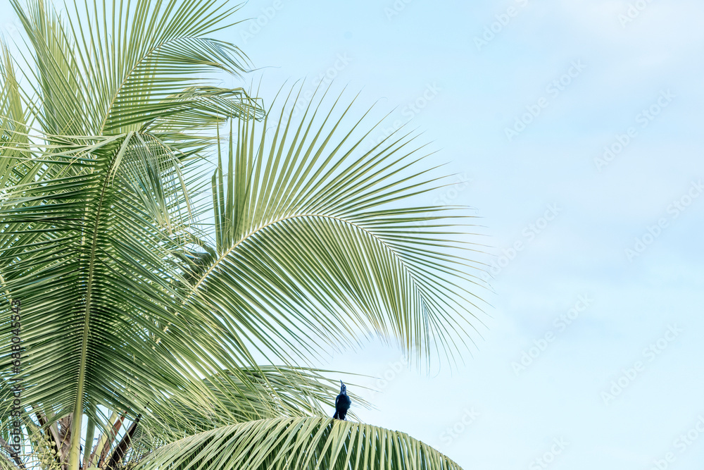 Fototapeta premium Tropical palm tree vibes vibrant colours travel Costa Rica