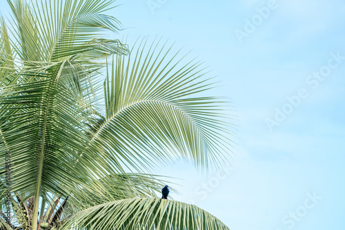 Tropical palm tree vibes vibrant colours travel Costa Rica