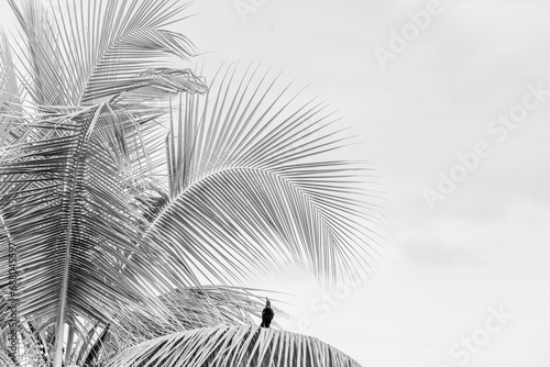 Tropical palm tree vibes vibrant colours travel Costa Rica