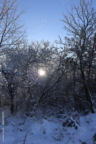 zimowe słońce przedzierające się przez drzewa  © Katarzyna