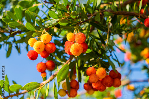 Botanical collection, ripe colorful fruits and flowers of Arbutus unedo, strawberry tree, evergreen shrub or small tree in the family Ericaceae, native to Mediterranean region.