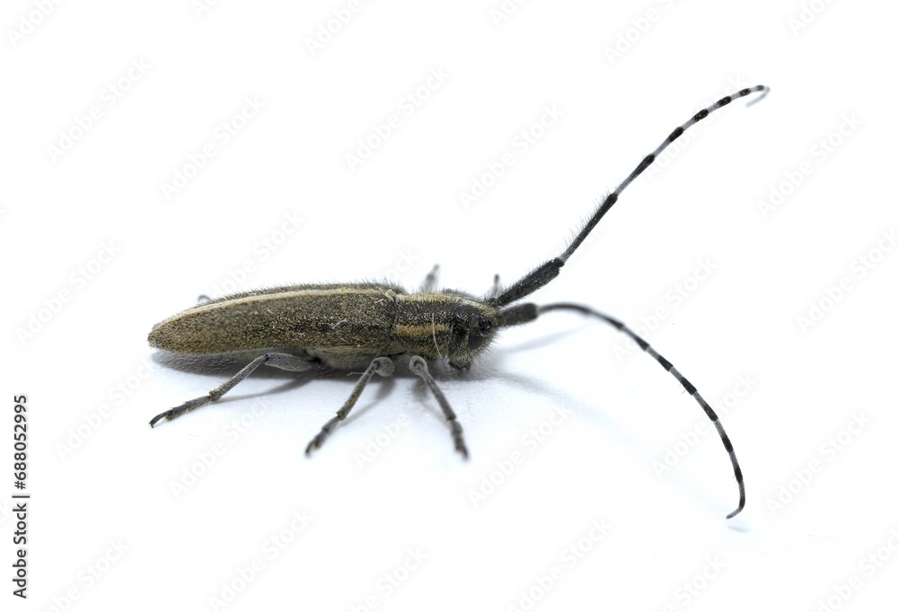 Agapanthia cardui is a species of beetle of the Cerambycidae family, Lamiinae subfamily, which inhabits most of Europe, especially Spain, on white background Agapanthia cardui is a species of beetle of the Cerambycidae family, Lamiinae subfamily, which inhabits most of Europe, especially Spain, on white background