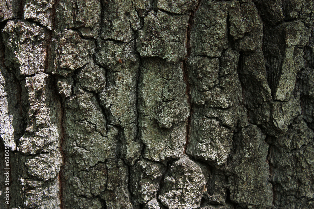 Bark of the Pedunculate Oak, Quercus robur, Germany, Background, Texture
Bark of the Pedunculate Oak, Quercus robur, Germany, Background, Texture