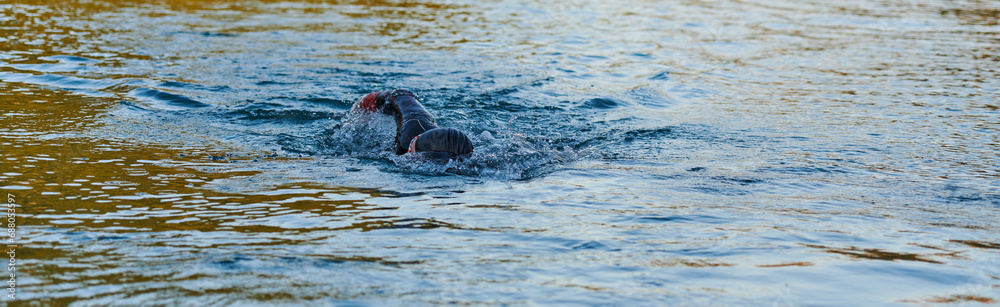 Fototapeta premium Triathlon athlete swimming on lake in sunrise wearing wetsuit