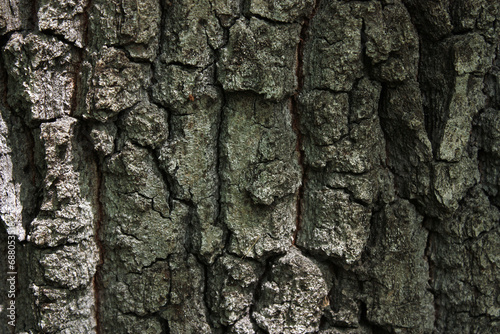 Bark of the Pedunculate Oak, Quercus robur, Germany, Background, Texture

