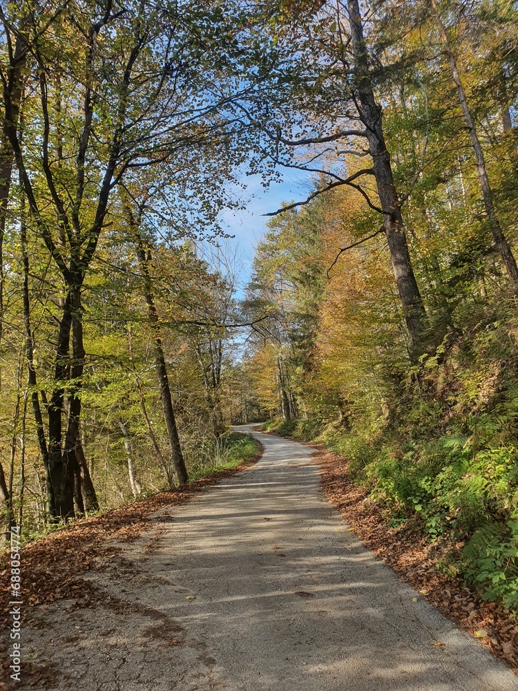 Beautiful road in autumn forest in Slovenia Beautiful road in autumn forest in Slovenia
