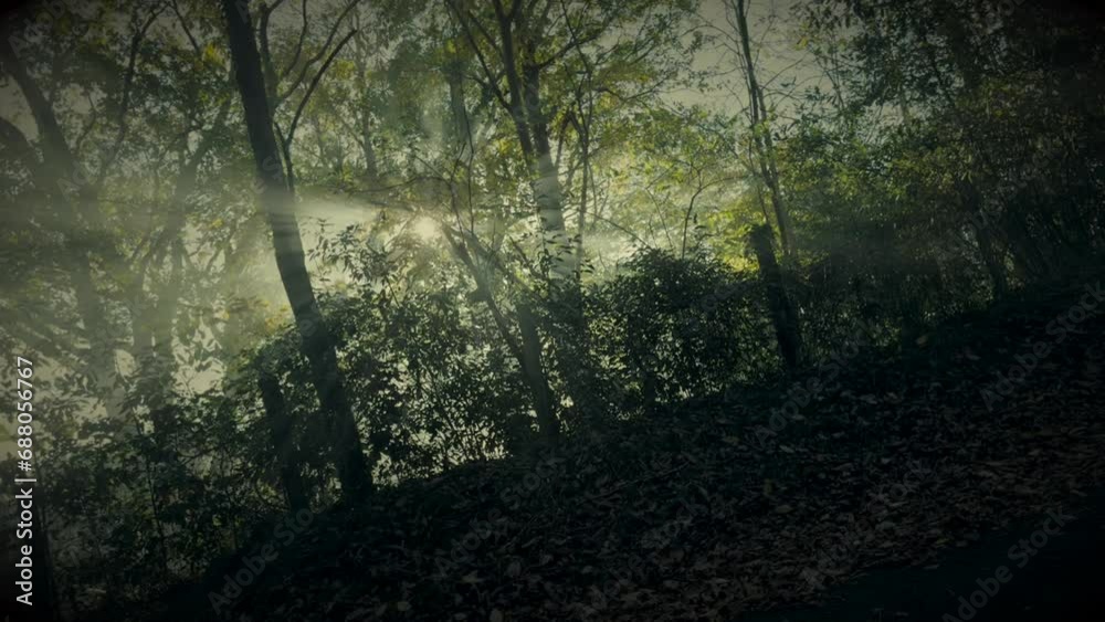 backlight of the sun between the trees