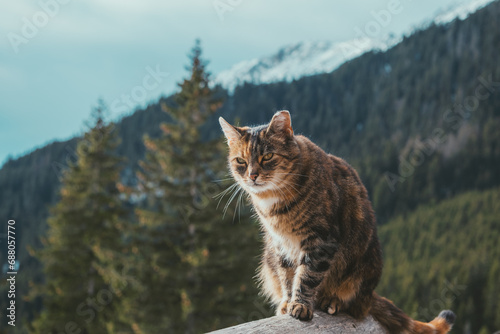 Mountain cat sitting on a log