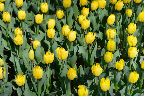 Tulip Strong Gold flowers