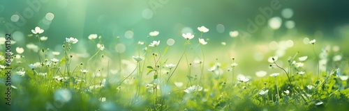 a spring green grass meadow with flowers, photo