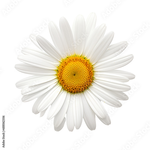daisy on transparent background or PNG file, easy to decorate your project. generative AI  © I LOVE PNG