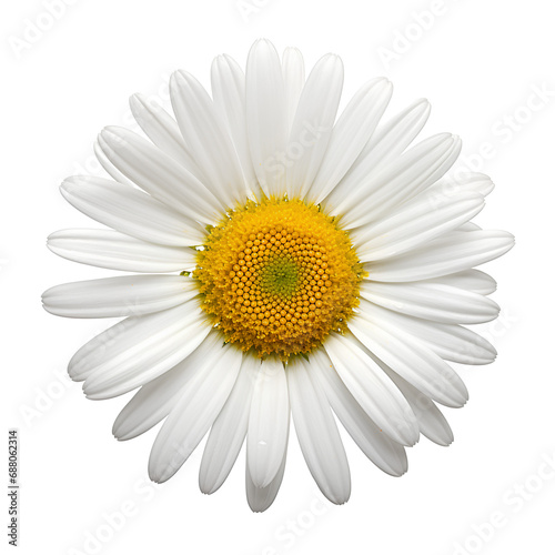 daisy on the png transparent background, easy to decorate projects. © I LOVE PNG