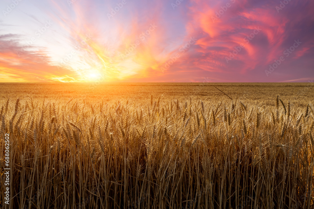 Ripe wheat field nature landscape at sunset