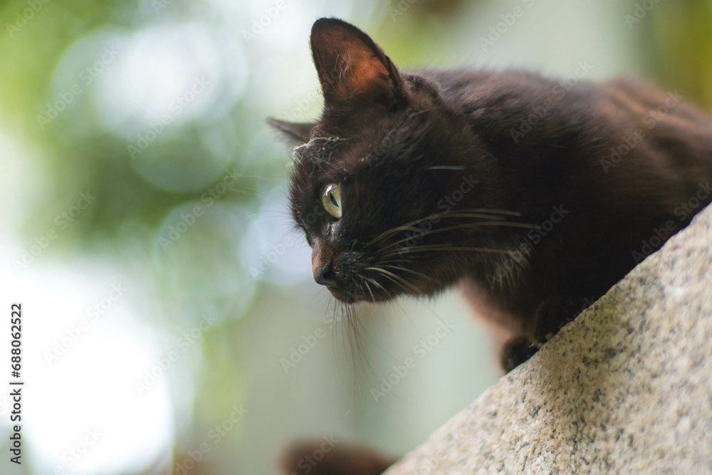 Foto 日本の神社にある森に暮らす可愛らしい野生の黒猫