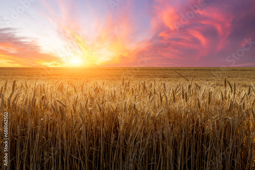 Ripe wheat field nature landscape at sunset photo