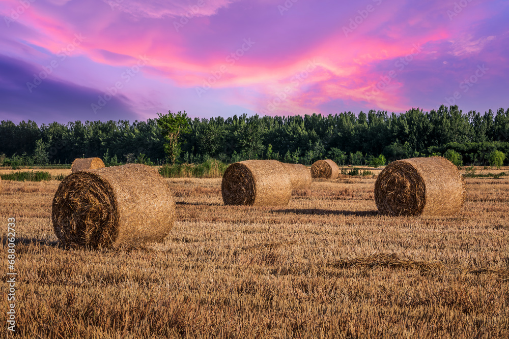 Round wheat straw bales natural landscape in farm fields. Beautiful farmland nature scenery at sunset.