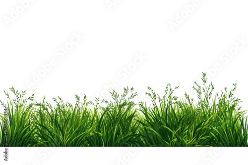 grass and greenery isolated on a transparent background for graphic design project