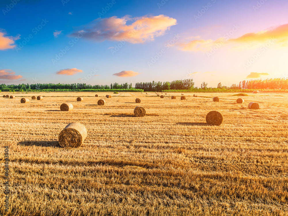 Round wheat straw bales natural landscape in farm fields. Beautiful farm natural scenery at sunset.