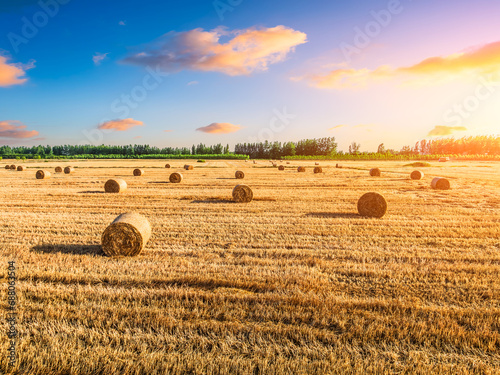 Round wheat straw bales natural landscape in farm fields. Beautiful farm natural scenery at sunset.