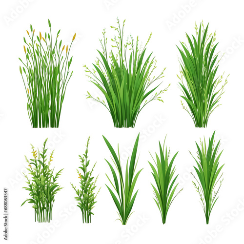 set of 6 plants or grass isolated on transparent background for graphic design project