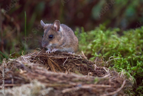 a portrait from a yellow necked mouse  apodemus flavicollis  at a bird nest on the forest floor at morning