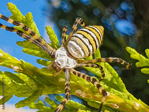 Araña tigre o argiope bruennichi photo