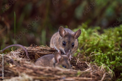 a pair of mice  apodemus flavicollis  at a bird nest on the forest floor