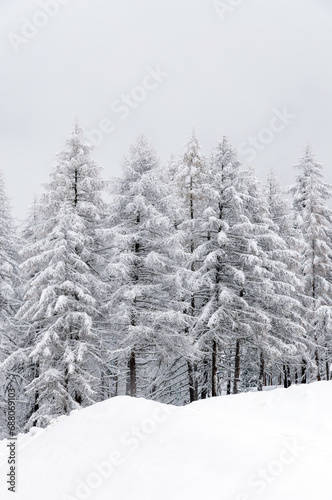 snow covered pine trees in the mountains