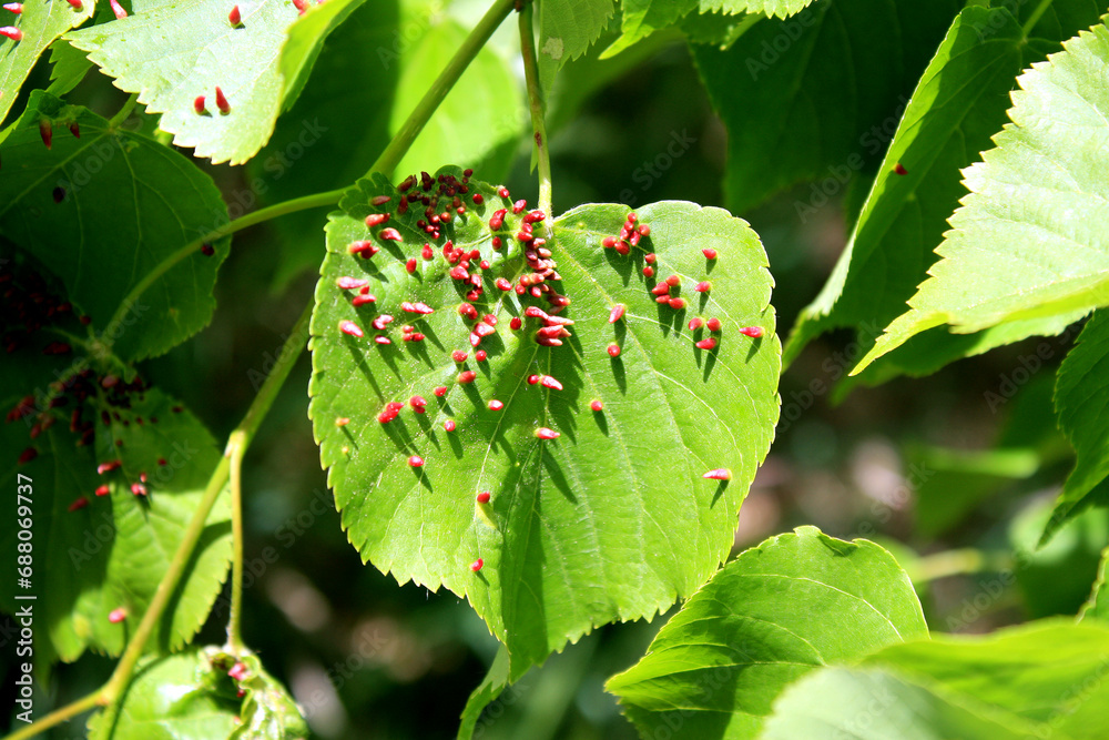 Lime nail galls of the Mite Eriophyes tiliae on Tilia platyphyllos, Germany
Lime nail galls of the Mite Eriophyes tiliae on Tilia platyphyllos, Germany