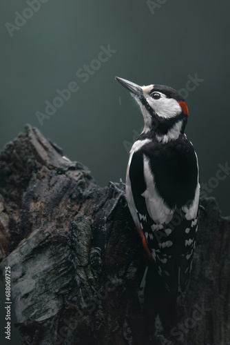 Great Spotted Woodpecker, Dendrocopos major, Close-up portrait, black and white bird with red cap, green background. Natural habitat. Bird from European forest. photo