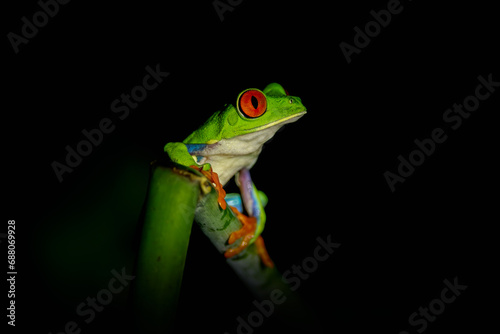 Red-eyed Tree Frog, Agalychnis callidryas, jungle of Costa Rica. Beautiful frog from tropical forest. Frog with red eyes