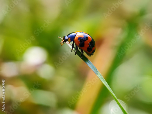 ladybug, insect, ladybird, nature, beetle, bug, leaf, macro, red, grass, animal, close-up, summer, spring, black, garden, insects, plant, spotted, lady, closeup, small, leaves, beauty, bird © TASIF