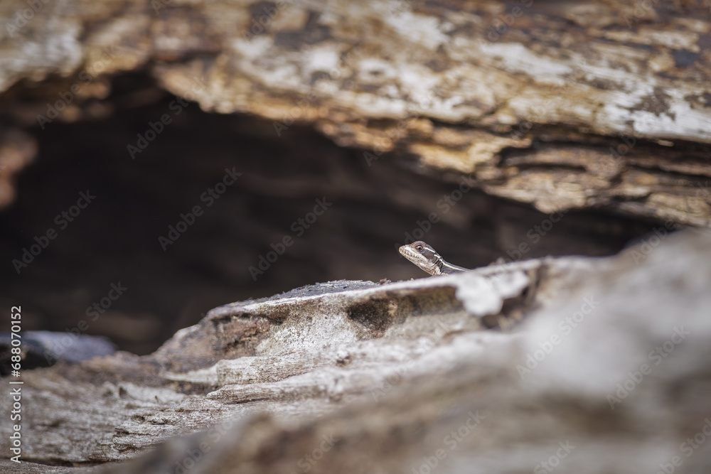 A common basilisk (Jesus lizard) (Basiliscus basiliscus) chilling on a stone, Costa Rica A common basilisk (Jesus lizard) (Basiliscus basiliscus) chilling on a stone, Costa Rica