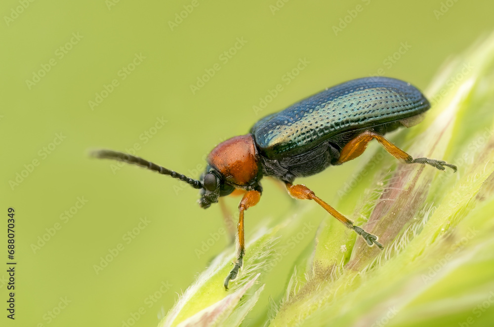 Naklejka premium Cereal leaf beetle (Oulema melanopus/duftschmidi). Beautiful beetle. Colorful beetle. Beetle in natural habitat. Belgium