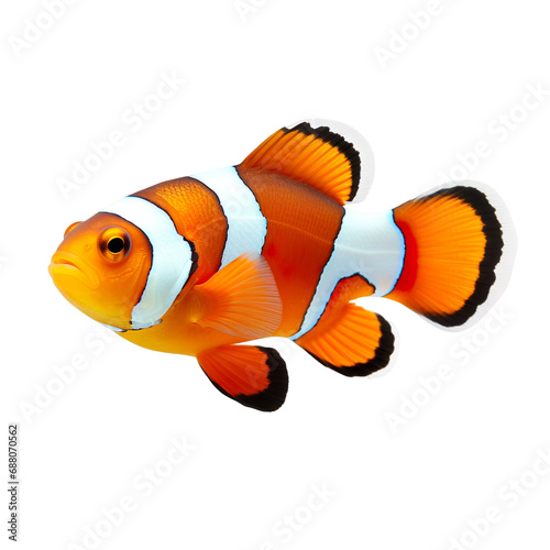 side view of Clownfish fish swimming isolated on a white transparent background 