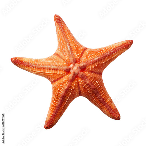 side view of Starfish swimming isolated on a white transparent background 
