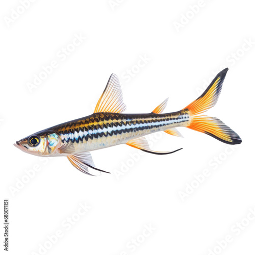 side view of Swordtail fish swimming isolated on a white transparent background 