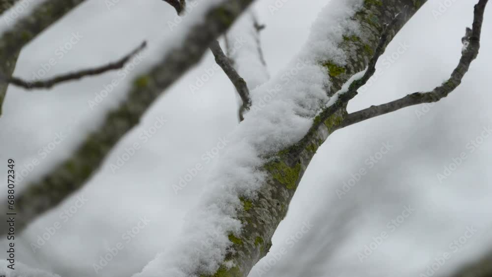 Snow covering tree branches during a blizzard Snow covering tree branches during a blizzard