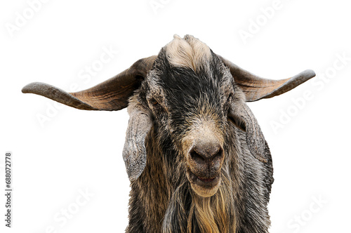 Close-up of a billy goat from the Canaries photo