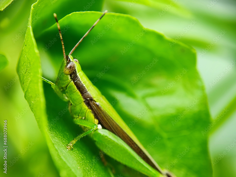 insect, nature, macro, leaf, bug, animal, closeup, wildlife, dragonfly, spider, fly, summer, wild, plant, brown, wings, close-up, grasshopper, ant, insects, fauna, grass, antenna, butterfly, close insect, nature, macro, leaf, bug, animal, closeup, wildlife, dragonfly, spider, fly, summer, wild, plant, brown, wings, close-up, grasshopper, ant, insects, fauna, grass, antenna, butterfly, close